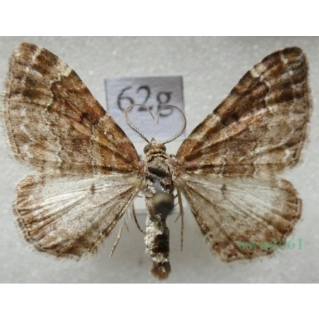 Xanthorhoe spadicearia (Denis & Schiffermüller, 1775) male Paśnik cisawiak Czech62g